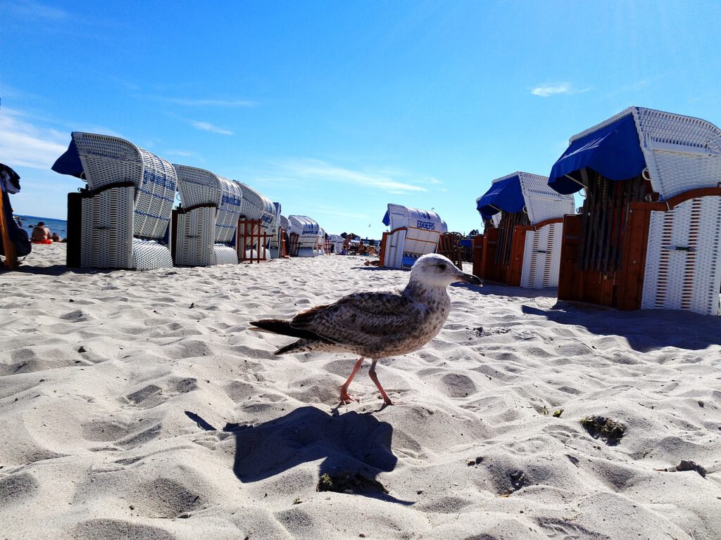 Kellenhusen Möwe am Strand